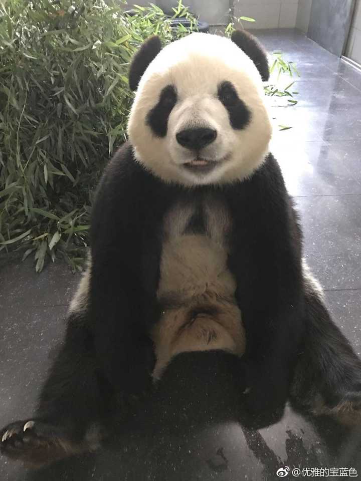 你有哪些收藏来反复看的大熊猫 (giant panda) 的图片