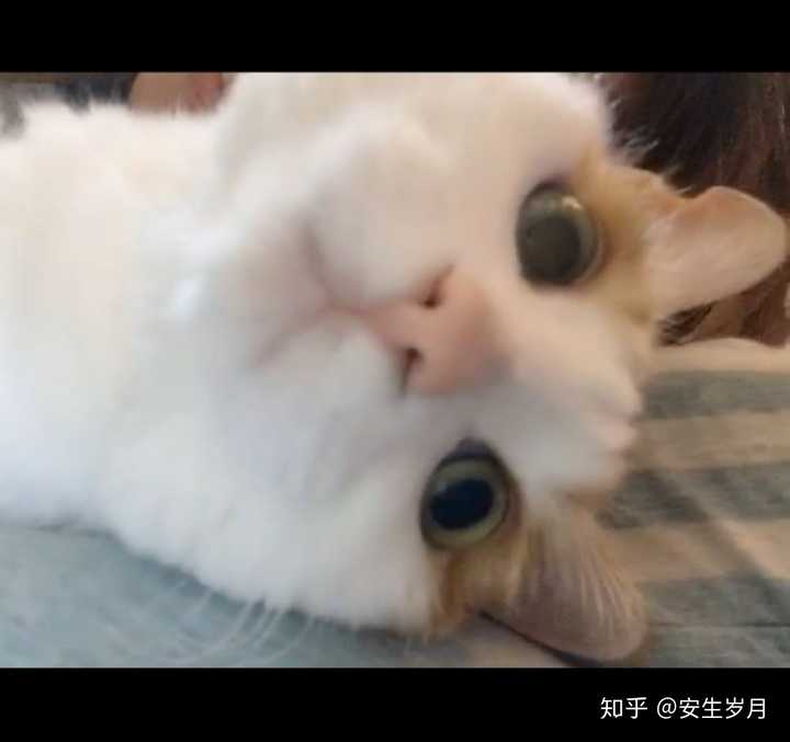 诚信推荐狸花猫(王霸之气) 橘猫(肥嫩慵懒) 小白猫(眉清目秀) 小花猫