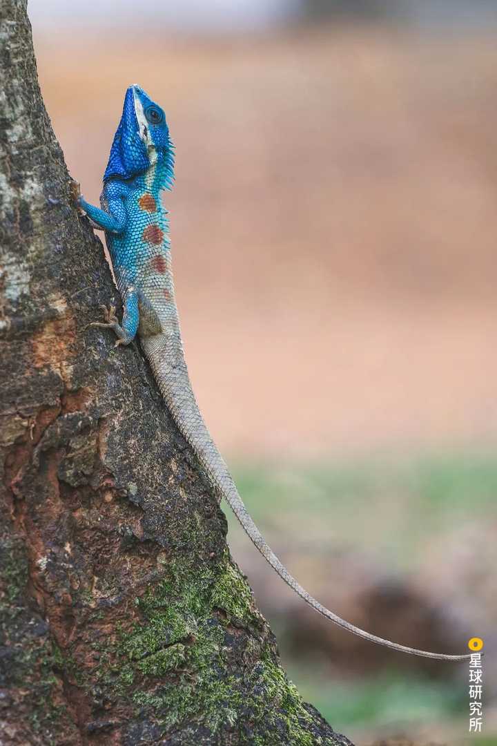 蓝色的白唇树蜥,摄影师@范毅