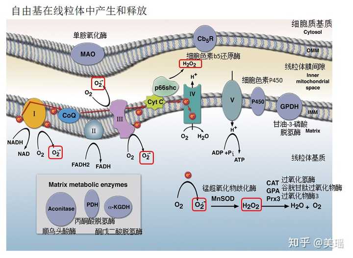 自由基是怎么产生的?