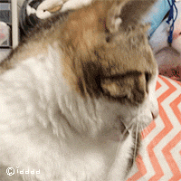 有什么特别可爱猫猫的动态图或表情包吗?