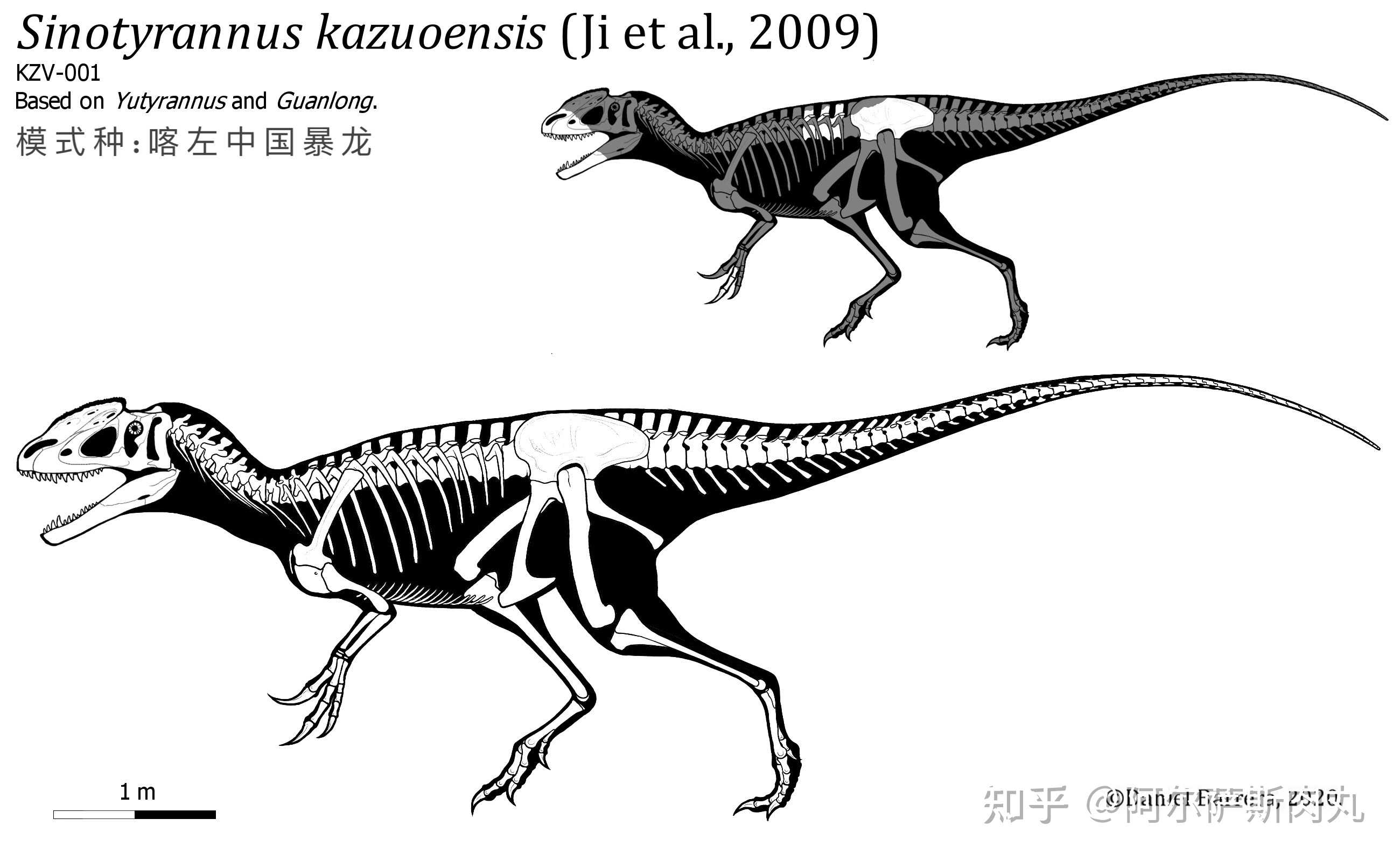 中国暴君中国暴龙sinotyrannus