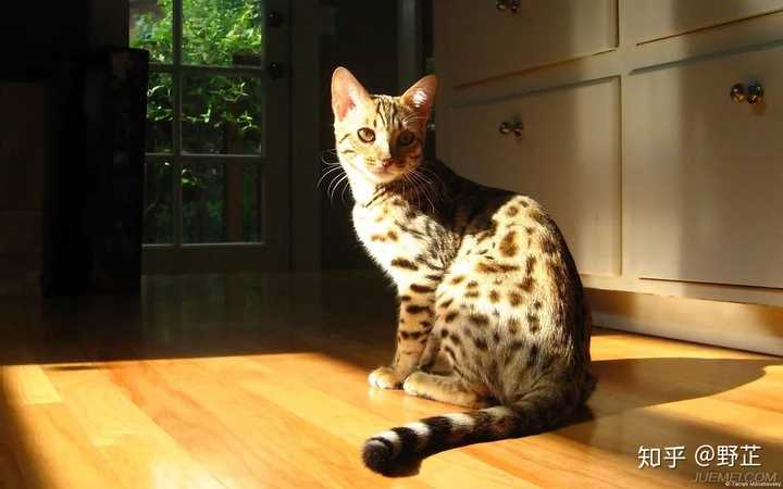 性感豹猫 这样的