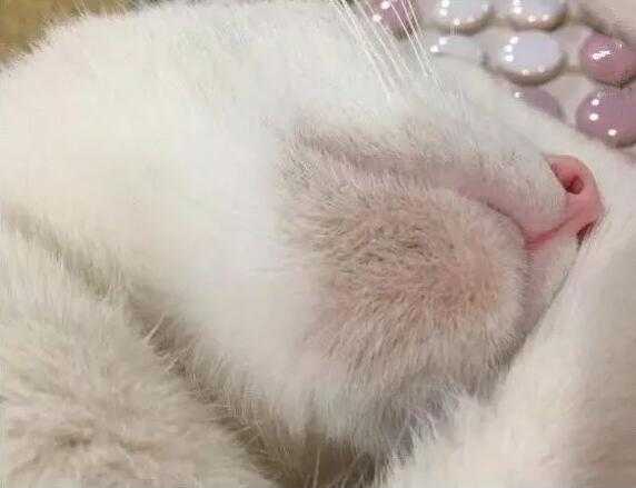 这是什么病,是黑下巴吗?