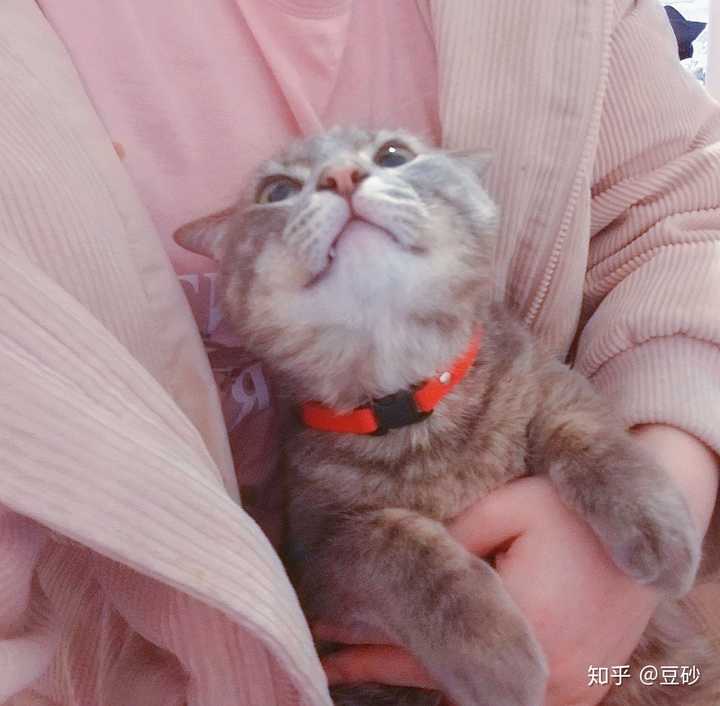 有哪些值得分享的非常可爱的小猫咪?