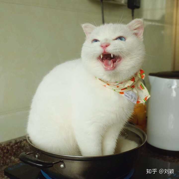 一只猫能可爱到什么程度?