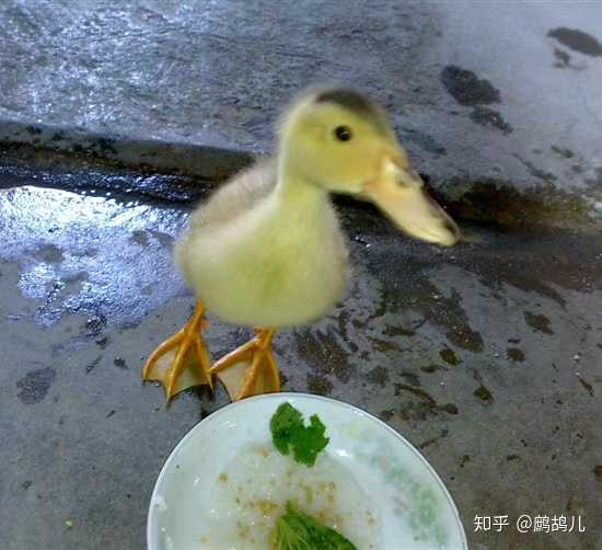 小时候的照片了 8月份刚好是暑假,鸭子每天就跟在我们屁股后跑来跑去