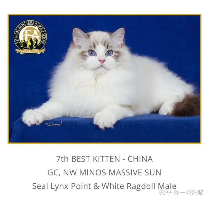 请问布偶山纹都是白耳边吗?请问这只猫咪是赛级吗?