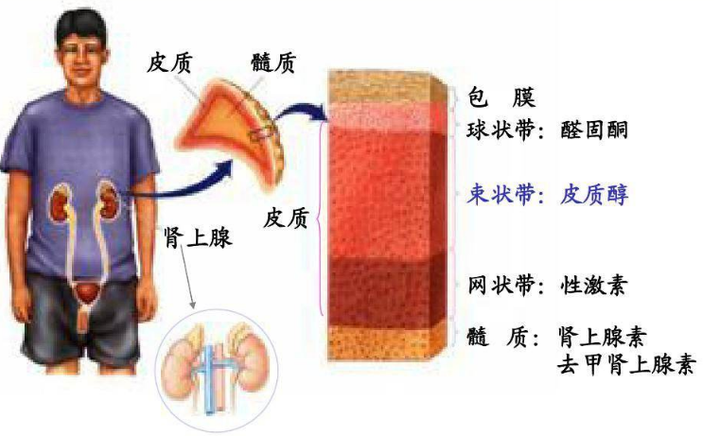 肾上腺主要有肾上腺皮质和髓质之分,相对应得激素有皮质激素和髓质