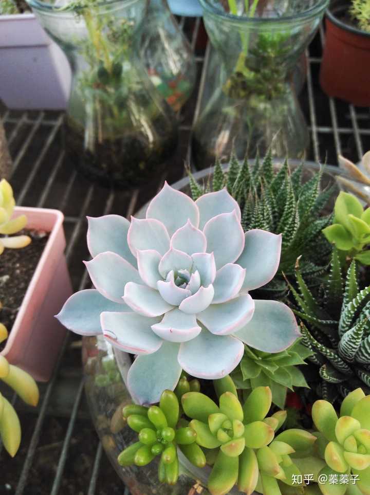 多肉植物你们最喜欢购买哪种? - 知乎