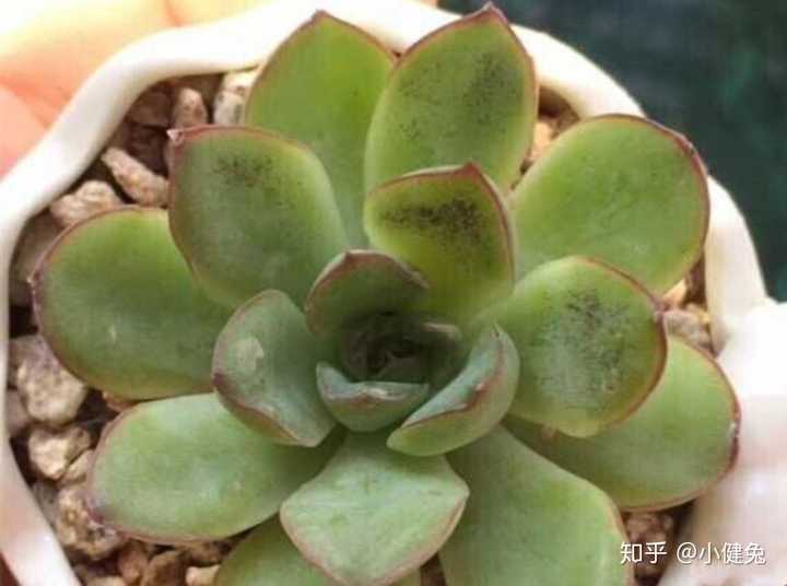 我的多肉是生病了吗?