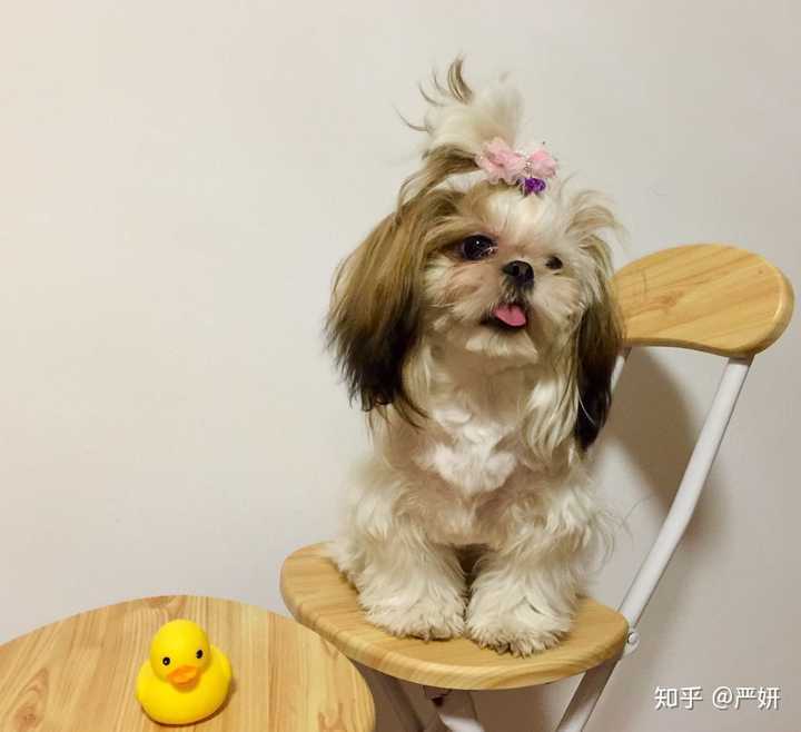 养西施犬是怎样一种体验?
