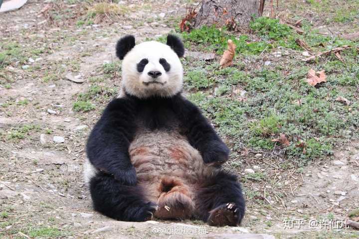 这个拍到的野生大熊猫在打坐,哈哈,很严肃