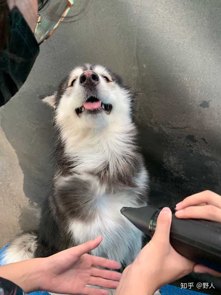 阿拉斯加和萨摩耶交配生下的小狗好看吗?