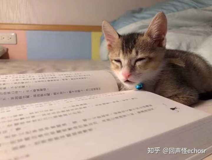 读书犯困的小猫咪