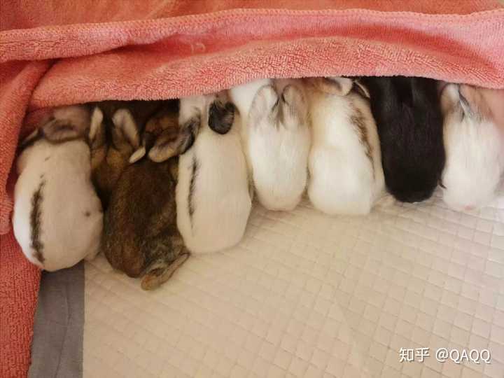 怎么照顾刚出生的小兔子?