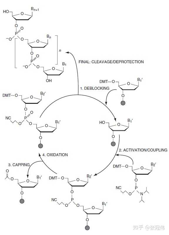 学术界实验室里人工合成蛋白质dnarna分子用到了哪些技术不是做人造肉