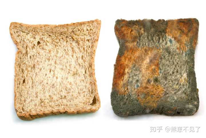 发霉的面包(图源百度,侵删啊)