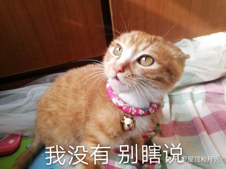 养土猫会遭人嫌弃吗?