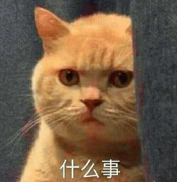 各位小伙伴有没有暗中观察橘猫的表情或者头像