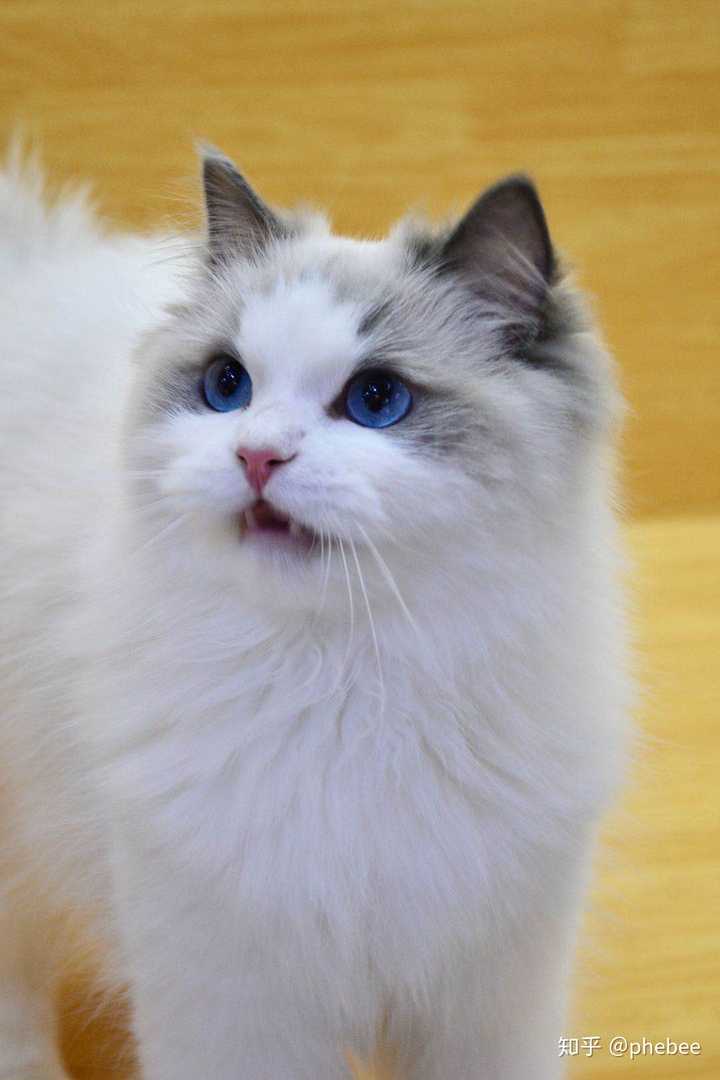 我想问下布偶猫色系,蓝双色,海豹双色,山海双色有什么