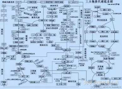 画个类似下面生物化学代谢总图的思维导图.