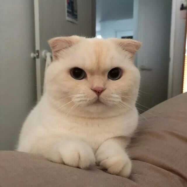 有没有比较可爱又有点搞笑的动物头像?最好是猫?