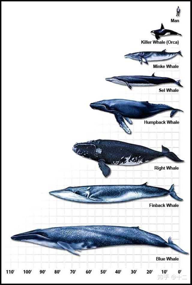 虎鲸为什么只吃灰鲸的舌头?