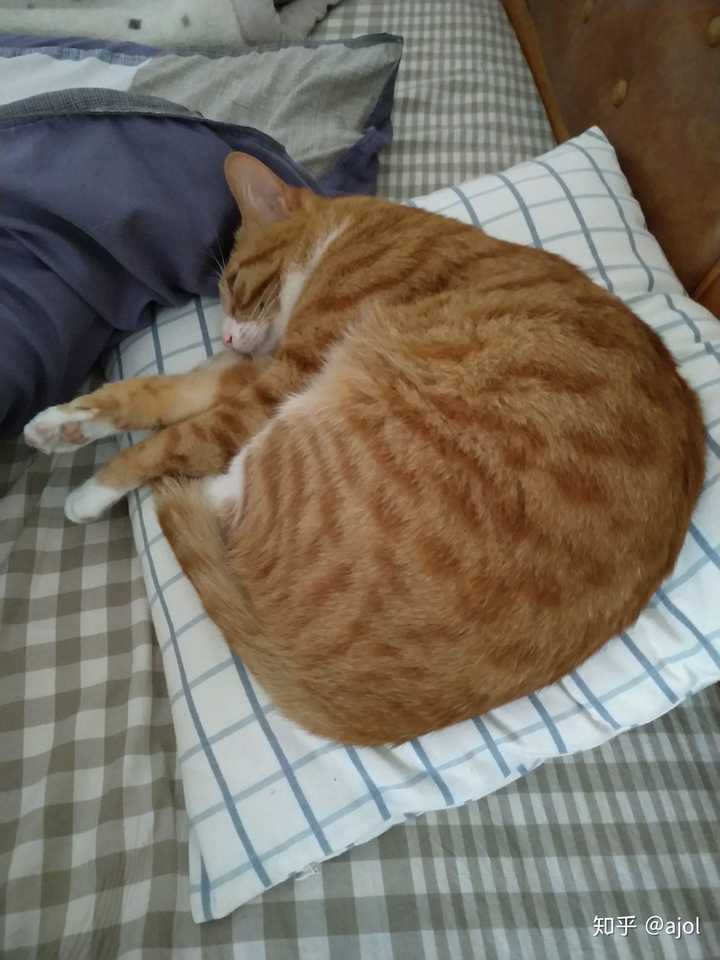 肚子圆滚滚