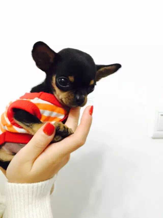 养小鹿犬或者吉娃娃是什么样的体验呢?