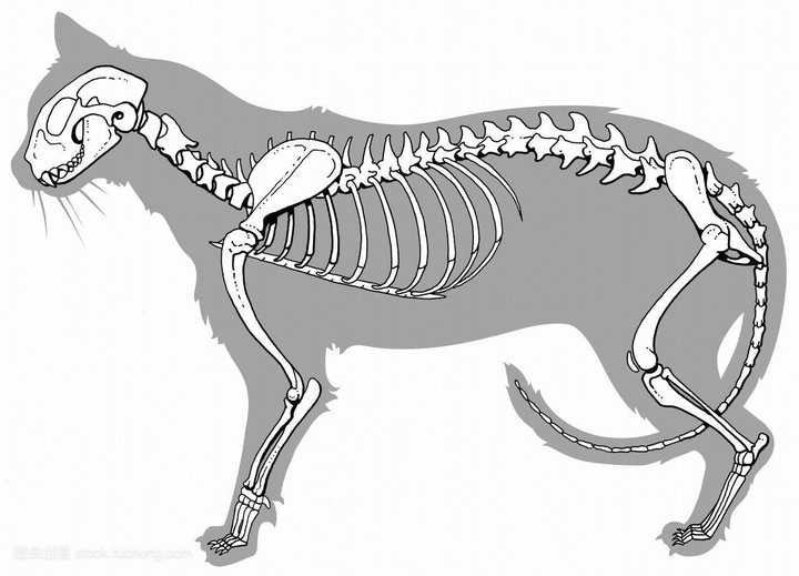 猫的骨骼(图源网络)