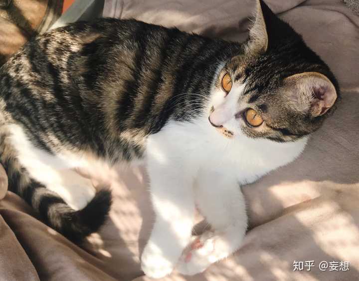 中华田园猫的颜值有多高?