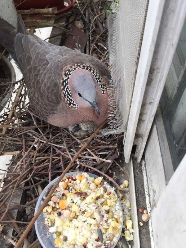 鸽子(斑鸠)在我家阳台筑巢怎么办?