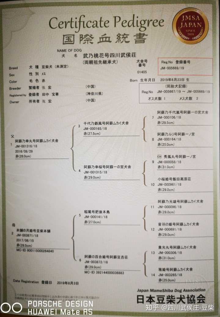 请问我这只豆柴犬品质怎么样