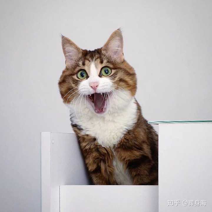 有没有可爱的猫咪头像?
