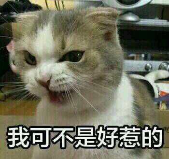 有哪些可爱的表情包?