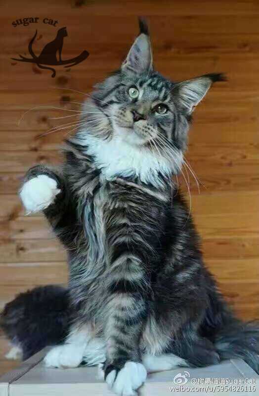 缅因猫最大可以长多大?