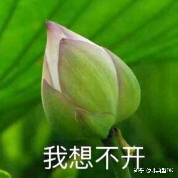 时光飞逝,荷花都快秃了啦 我根本没有在生气啊 南无阿弥陀佛 时间