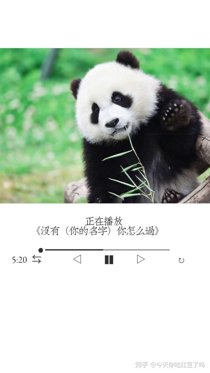 大熊猫究竟有多可爱?