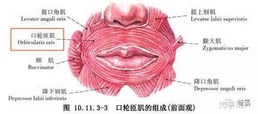 口轮匝肌属于表情肌因为起止点都不在骨面上,也是括约肌,是负责把嘴巴