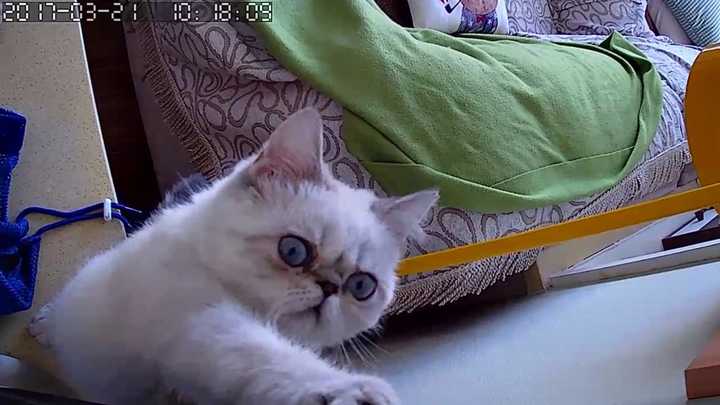 你怎么遇见你家猫的?
