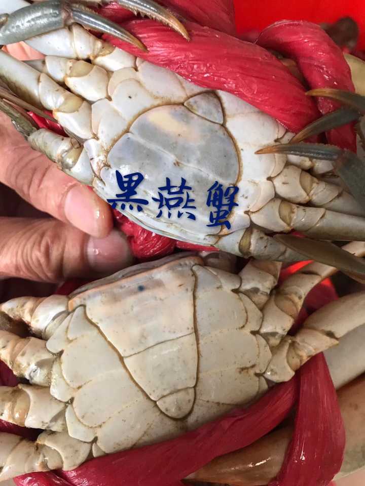 黑燕蟹——也是满膏蟹,也称重壳蟹,是最好的肉蟹即将换壳变膏蟹的一种