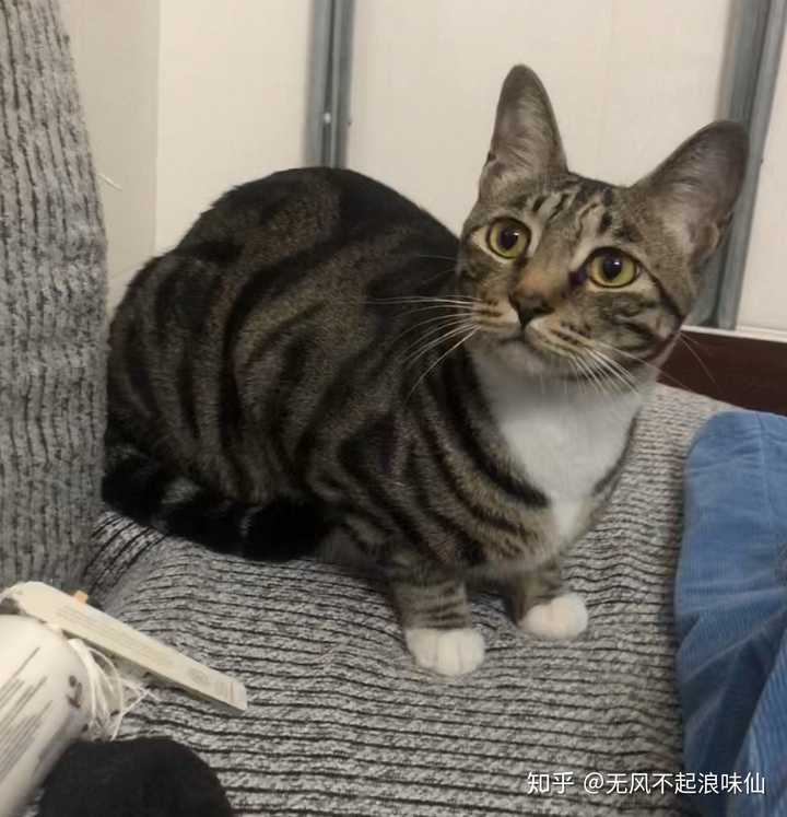 狸花猫可以漂亮到什么程度?