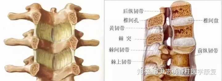 为什么前纵韧带是限制脊柱过度后伸,棘上韧带是限制脊柱过度前伸呢?