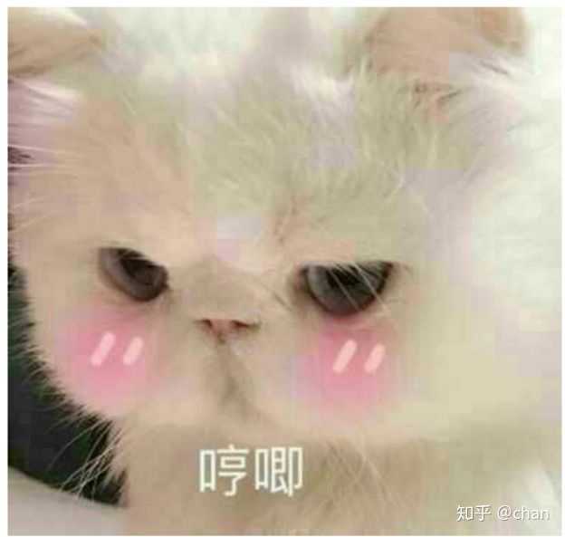 有哪些可爱到哭泣的猫咪图片或者表情包?