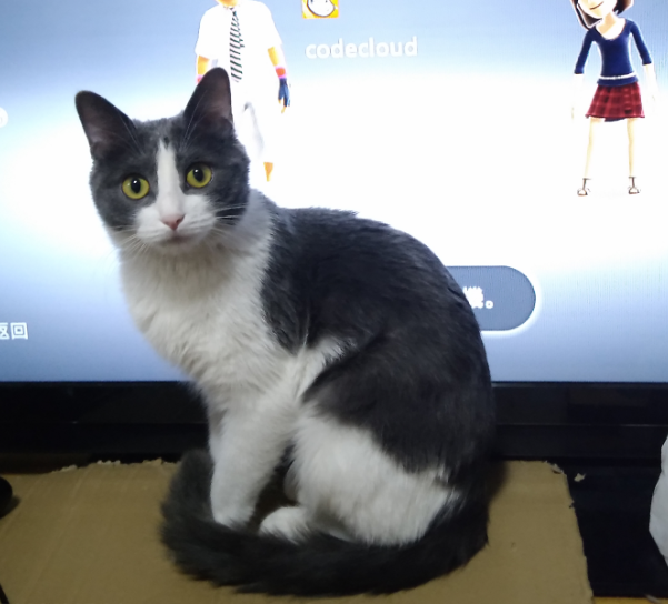 养一只灰色土猫(不是狸花猫)是一种什么样的体验?