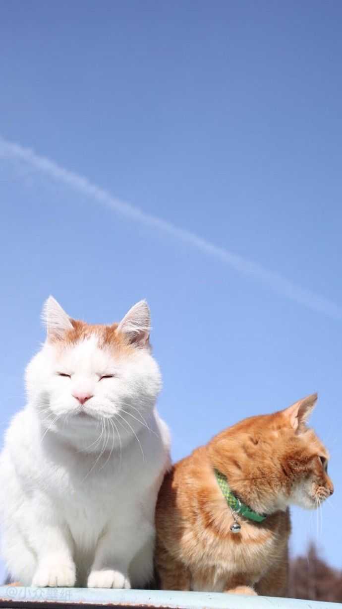 有没有可爱的猫咪壁纸?
