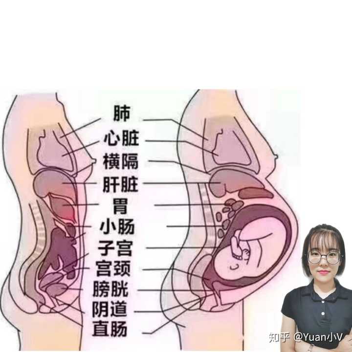产后修复:修复的是①分娩后女性产生的身体内耗②筋膜与骨骼肌之间的