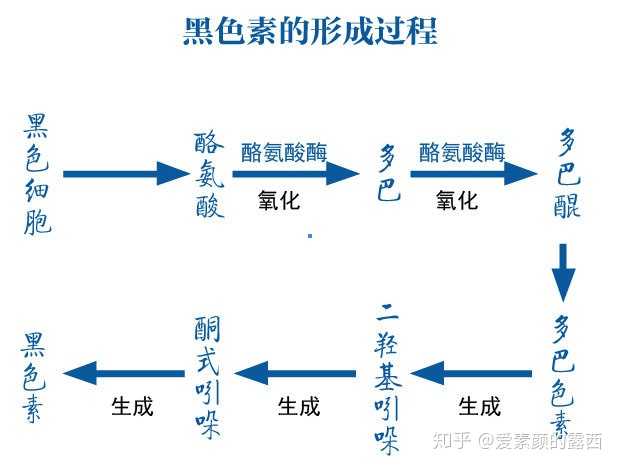 图中我们可以看到"酪氨酸酶"将"酪氨酸"变成"黑色素", 是一个氧化过程