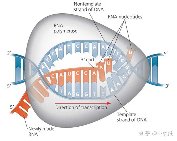 为什么在dna转录形成mrna过程中会生成水